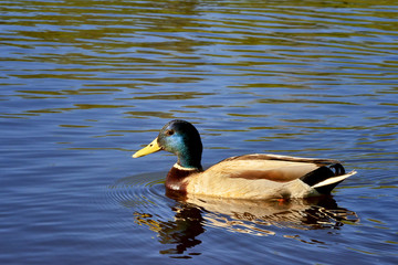 Duck. Drake in water, Poland , Gdansk