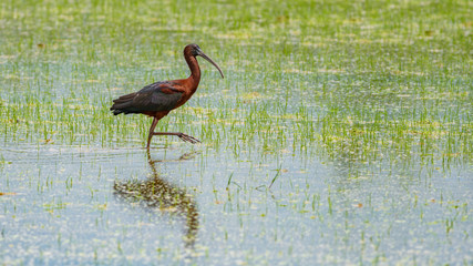 Ibis bird searching for food in rice field
