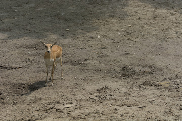 Pretty baby deer looking for food, in a summer day at the zoo, muddy place with dirty water