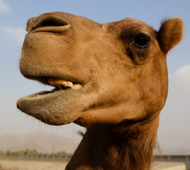 Portrait of funny camel head in Sharjah, UAE