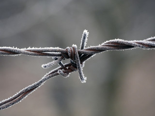 frozen wire