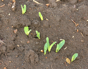 Corn seedlings at corn field in thailand.