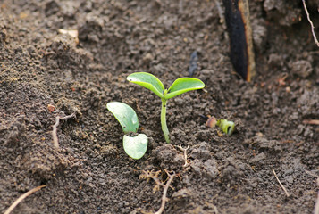 Young pumpkin sprouts in the planting.