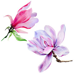 Fototapeta na wymiar Wildflower Magnolia flower in a watercolor style isolated.