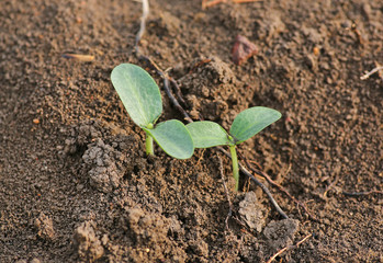 Young pumpkin sprouts in the planting.