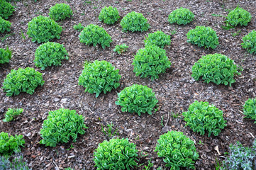 Many round green scrubs of sedum on mulched ground in the spring.
