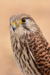 チョウゲンボウ　茨城県植物園