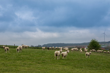 Schafsherde auf grüner Wiese in Bayern