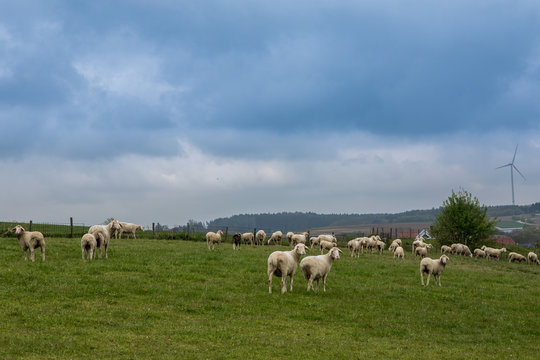 Schafsherde auf gr&uuml;ner Wiese in Bayern