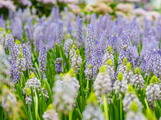 Colorful garden of Grape hyacinth, beautiful color mascari flower.