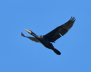 Great cormorant in flight