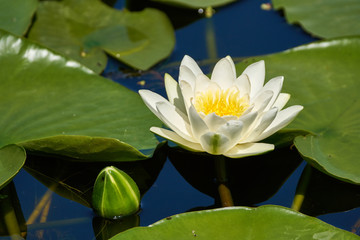 Water lily on a lake
