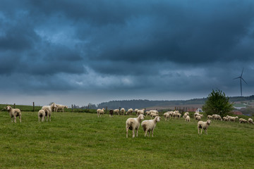 Schafsherde auf Wiese in Bayern - bewölkter Himmel