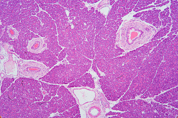 Pancreas section organic background