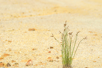 Grass on sand