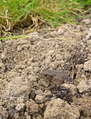 Small brown European toad sits on dry earth