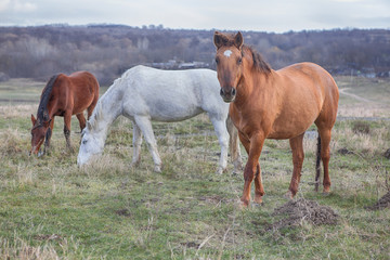 Fototapeta na wymiar three horses on the pasture