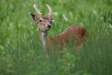 Damwild sichert