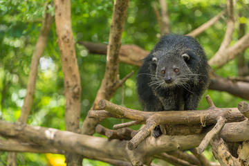 A Binturong look at something interestingly.