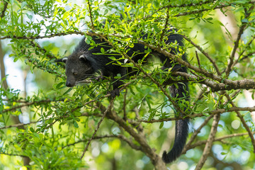 A Binturong walk on the tree branch.