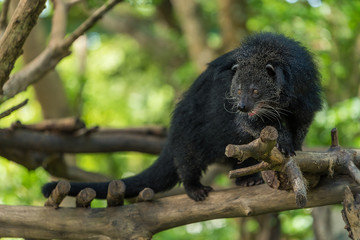 A Binturong walk on the tree branch.