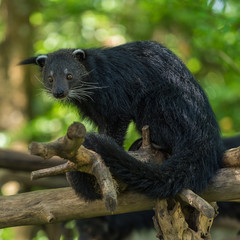 A Binturong sit on the tree branch.