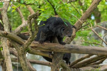 A Binturong walk on the tree branch.
