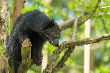 A Binturong sit on the tree branch.