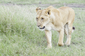 Fototapeta na wymiar Lioness (Panthera leo) walking in savannah, Masai Mara, Kenya