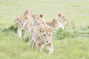 Naklejka na ściany i meble Young lions (Panthera leo), Masai Mara national reserve, Kenya