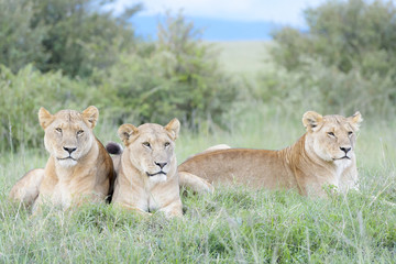 Three Lions (Panthera leo) lying down, together on savannah, Masai Mara, Kenya