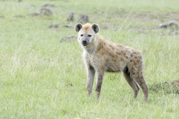 Spotted hyena (Crocuta crocuta) on savanna, looking at camera, Masai Mara National Reserve, Kenya