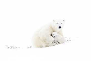 Polar bear mother (Ursus maritimus) playing with two new born cubs, Wapusk National Park, Manitoba, Canada © andreanita