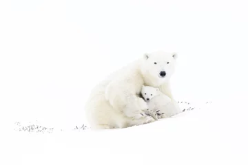 Polar bear mother (Ursus maritimus) playing with two new born cubs, Wapusk National Park, Manitoba, Canada