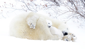 Mère ours polaire (Ursus maritimus) dormir sur la toundra avec un nouveau-né à l& 39 abri, parc national Wapusk, Manitoba, Canada