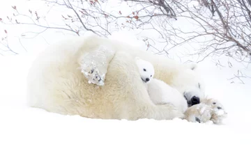 Crédence de cuisine en verre imprimé Ours polaire Mère ours polaire (Ursus maritimus) dormir sur la toundra avec un nouveau-né à l& 39 abri, parc national Wapusk, Manitoba, Canada