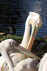 Pelicans in Safari in Ramat Gan