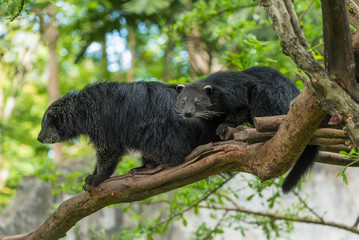 Two Binturongs sit on the tree branch.
