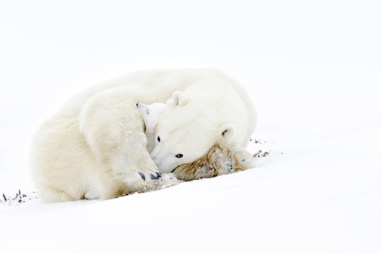 Polar bear mother (Ursus maritimus) sleeping on tundra with new born cub sheltering, Wapusk National Park, Manitoba, Canada