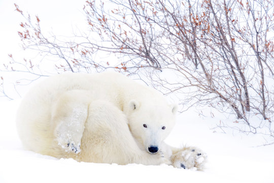 Polar bear mother (Ursus maritimus) lying down on tundra looking at camera, Wapusk National Park, Manitoba, Canada