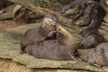 Two oriental small-clawed otters are playing with each other.