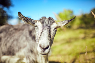 Goat walks in a meadow .
