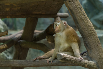 A Pig-tailed Macaque sit on the tree branch.