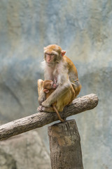 A female Rhesus macaque is breastfeeding her baby while both of them are napping.