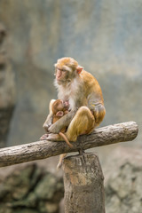 A female Rhesus macaque is breastfeeding her baby while both of them are napping.