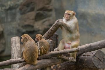 An adult male Rhesus macaque sit on the tree branch with two younger Rhesus macaques.