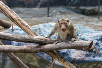Threatening gesture of crab eating macaque on the tree branch.