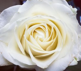 Fototapeta premium Close up picture of white rose