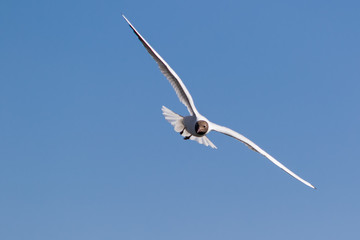 Seagull in flight