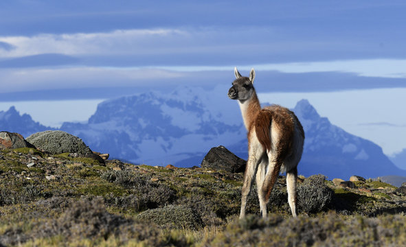170414 Guanacon som tillhör samma familj som laman, vikunjan och alpackan finns främst i östra delen av Torres del Paines nationalpark i Chiles Patagonien. ..Foto: Jan Fleischmann